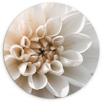 Muurcirkel - White Dahlia Delicatesse